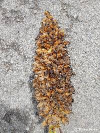 Puya glomerifera image