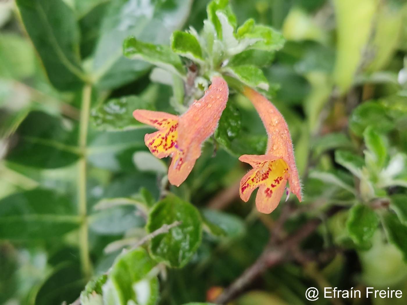 Clinopodium tomentosum image