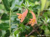 Image of Clinopodium tomentosum