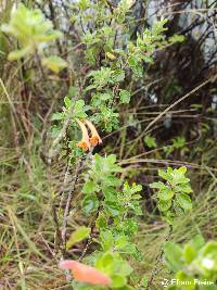 Clinopodium tomentosum image