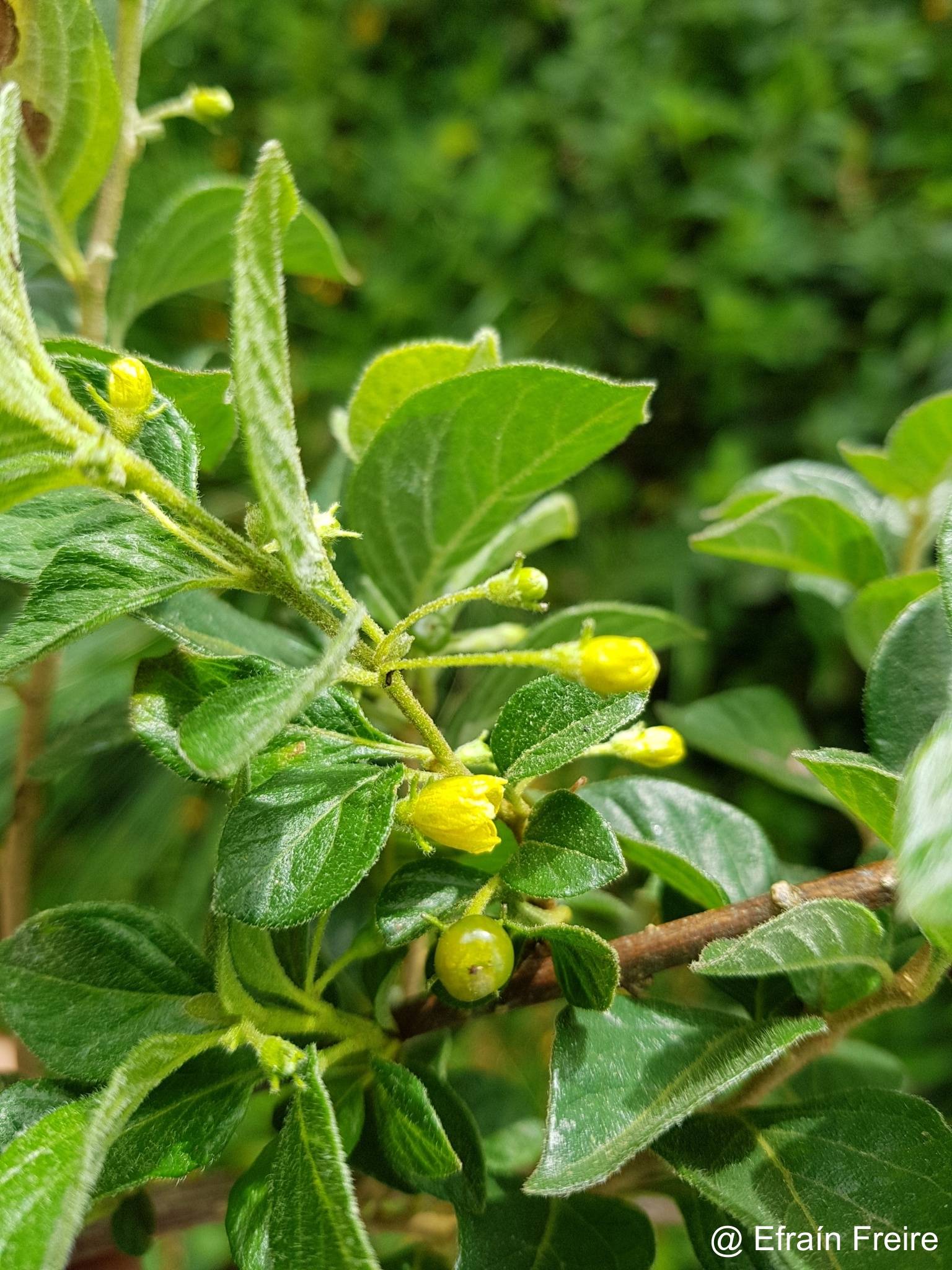 Capsicum rhomboideum image