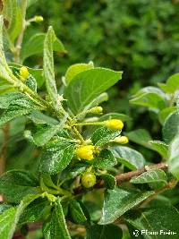 Image of Capsicum rhomboideum