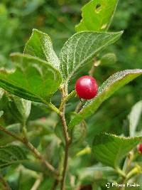 Capsicum rhomboideum image