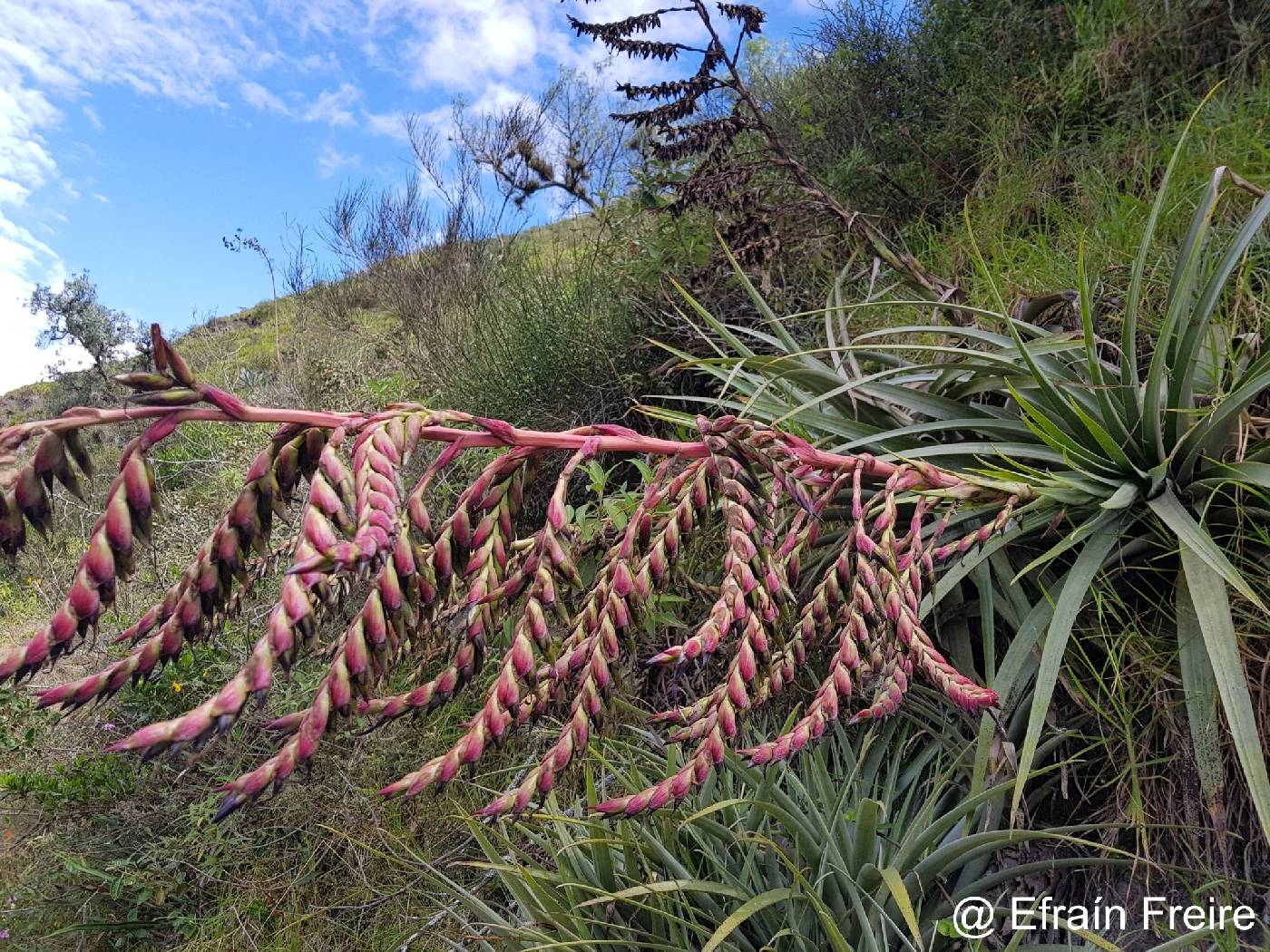 Tillandsia secunda image