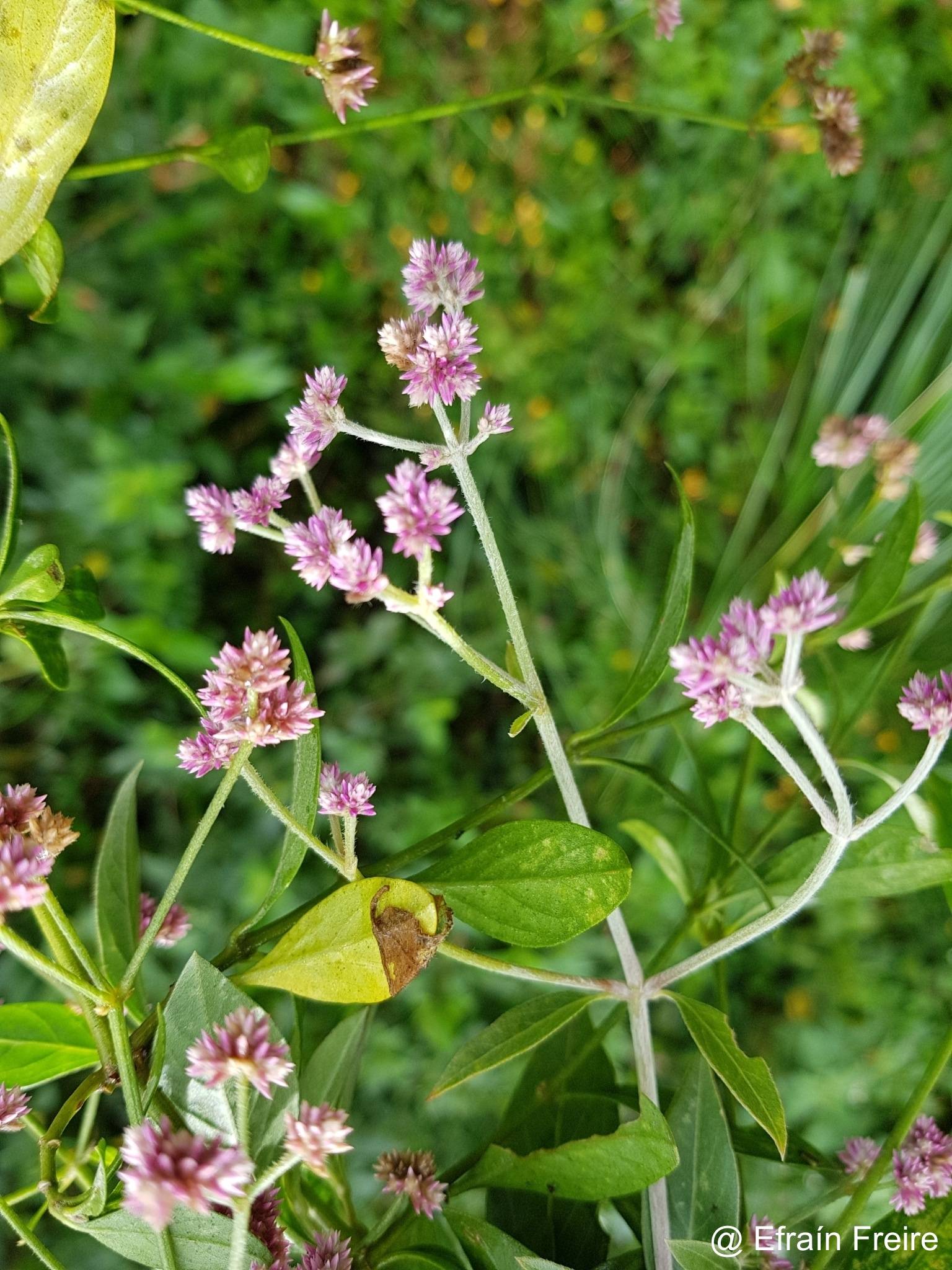 Alternanthera porrigens image