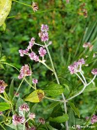 Image of Alternanthera porrigens
