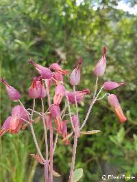 Kalanchoe laxiflora image