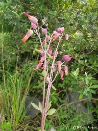 Kalanchoe laxiflora image