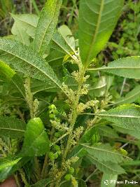 Myrica pubescens image