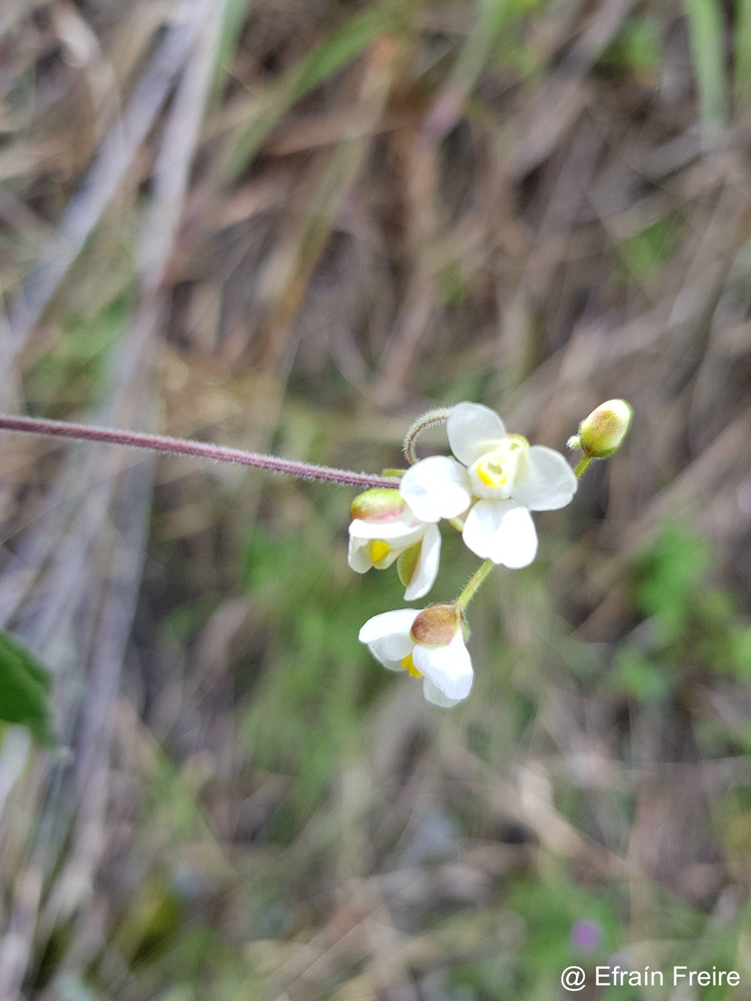 Cardiospermum corindum image