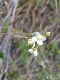 Image of Cardiospermum corindum
