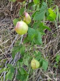 Cardiospermum corindum image