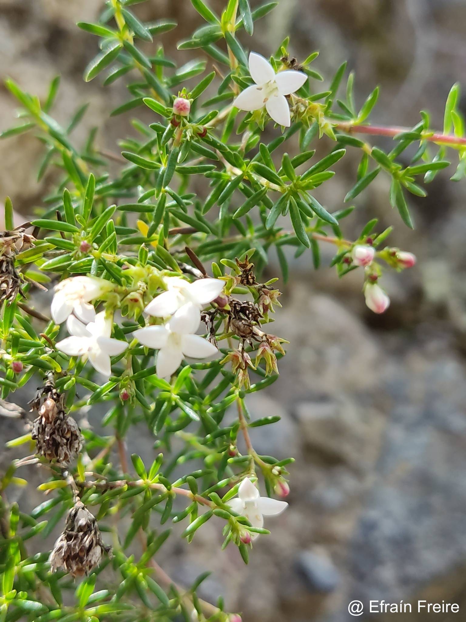 Arcytophyllum thymifolium image