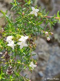 Image of Arcytophyllum thymifolium