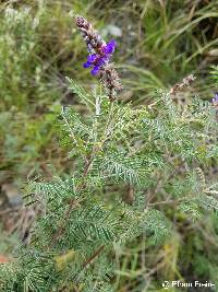 Dalea coerulea image