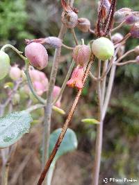 Kalanchoe laxiflora image