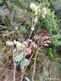 Kalanchoe laxiflora image