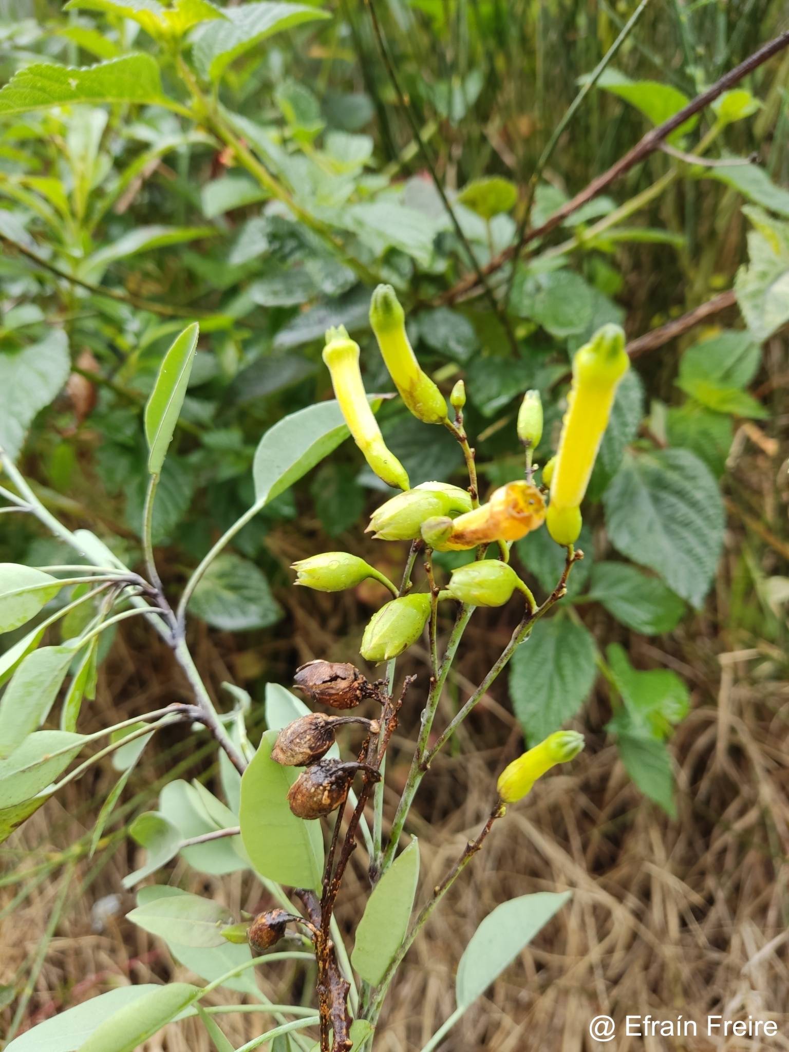 Nicotiana glauca image