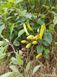 Image of Nicotiana glauca