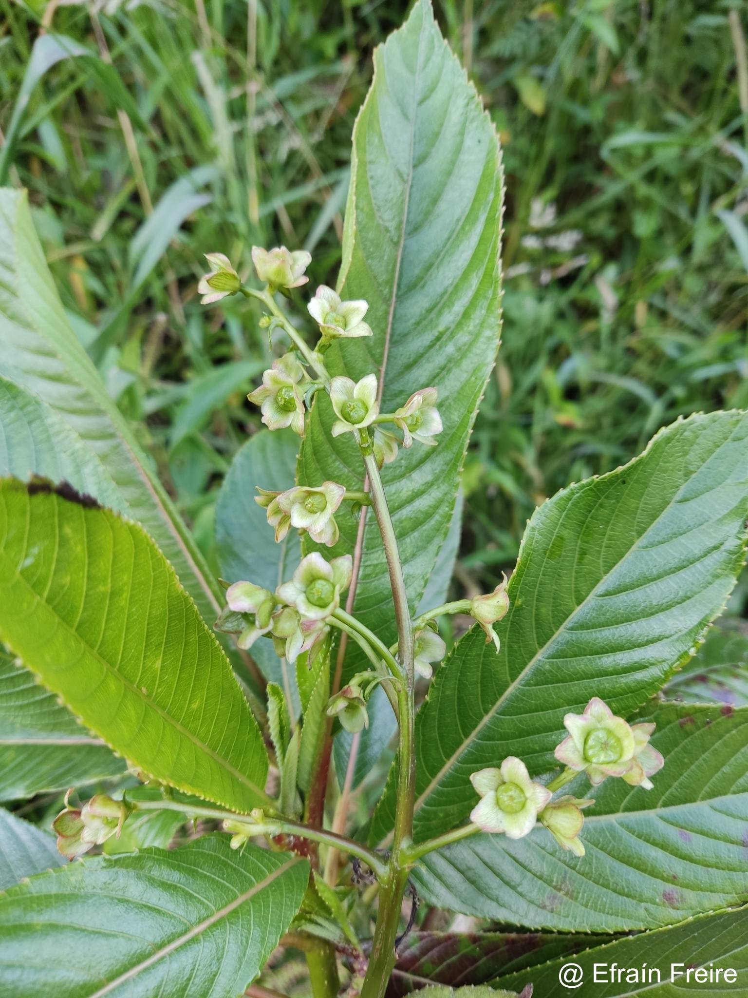 Saurauia aequatoriensis image