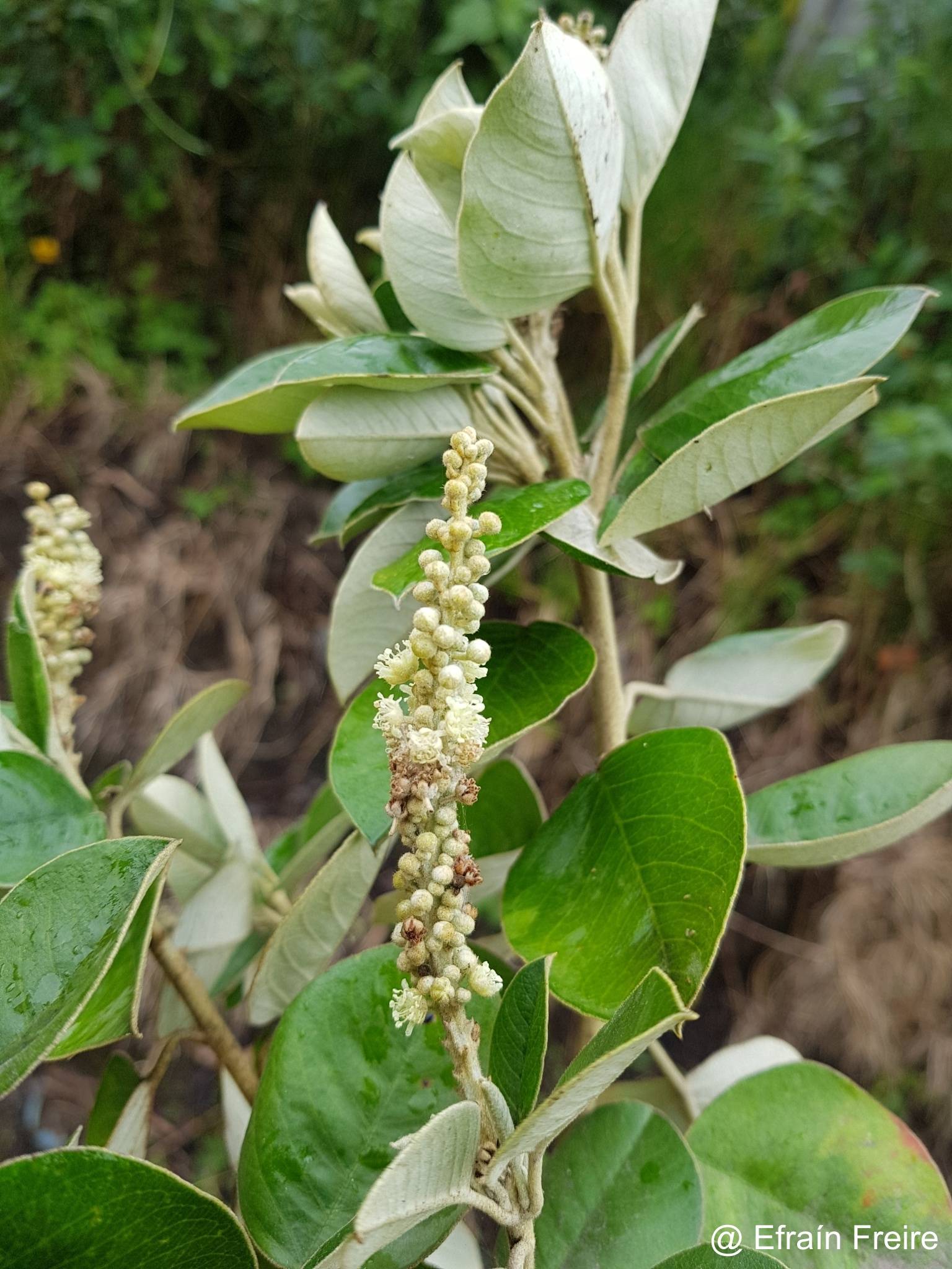 Croton ferrugineus image