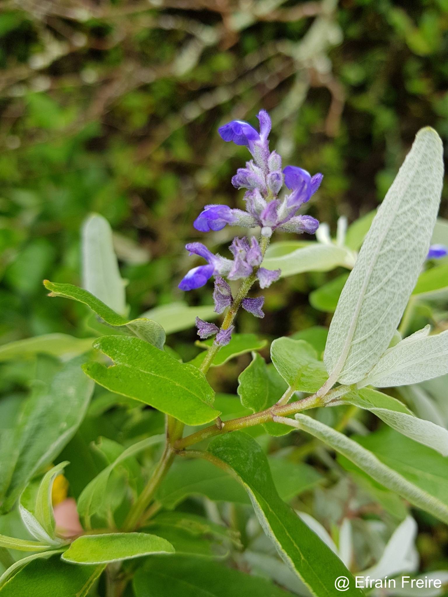 Salvia humboldtiana image