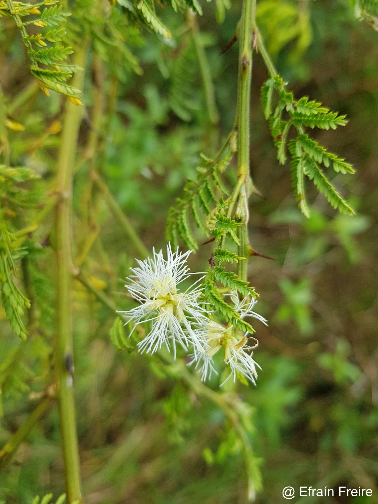 Mimosa quitensis image