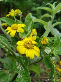 Viguiera quitensis image