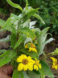 Viguiera quitensis image