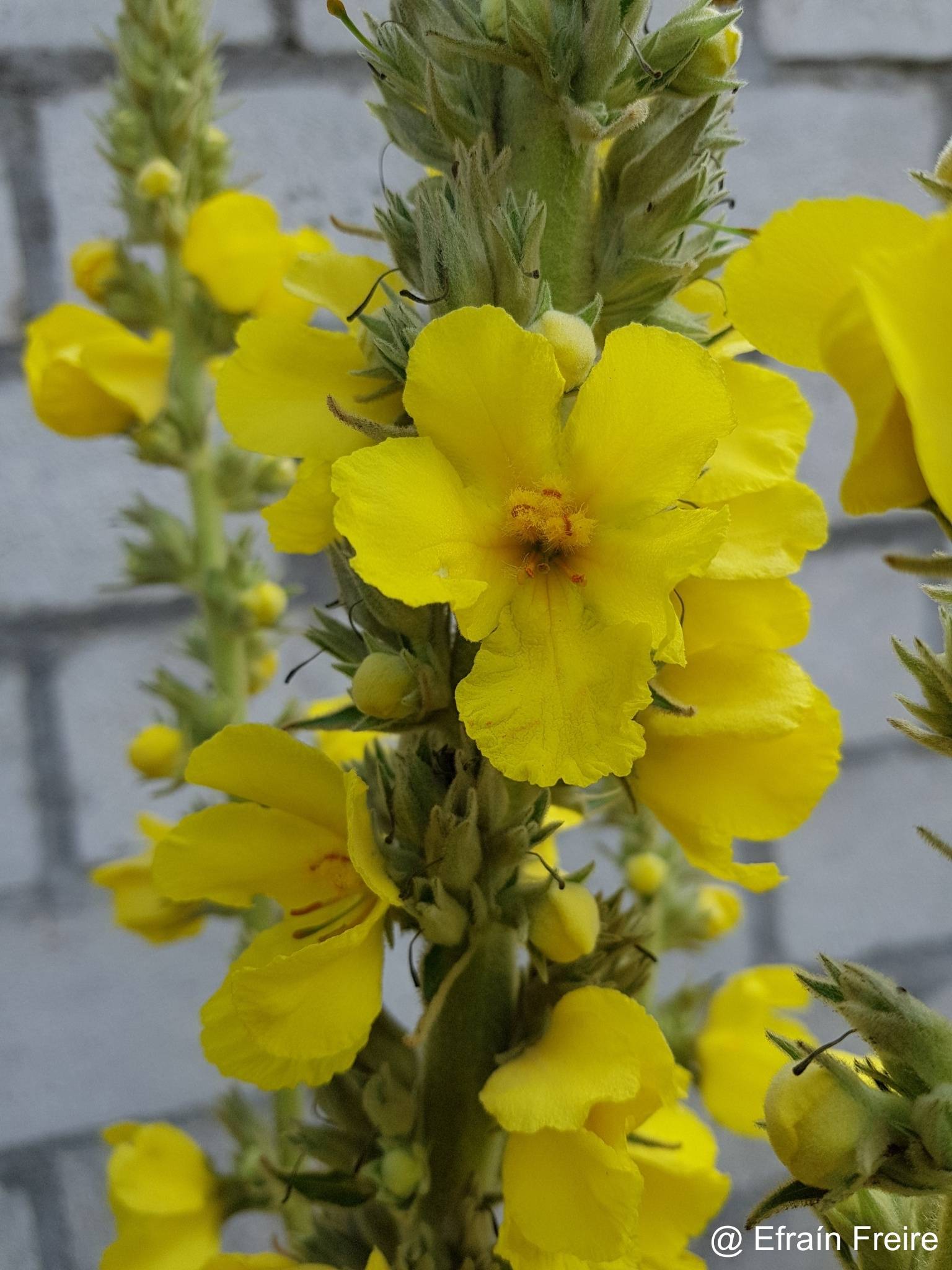 Verbascum phlomoides image