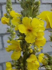 Image of Verbascum phlomoides