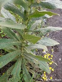 Verbascum phlomoides image