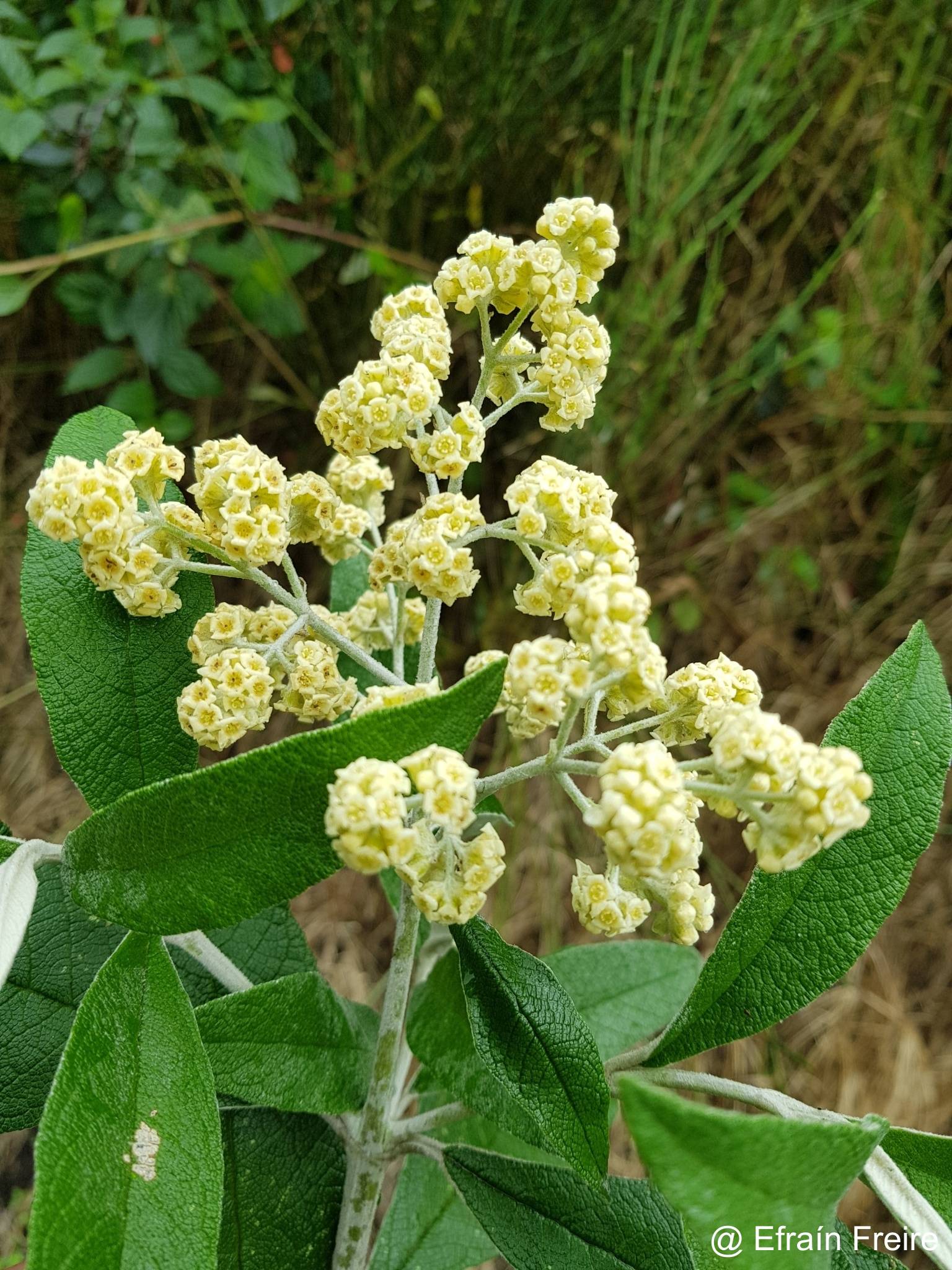 Buddleja image