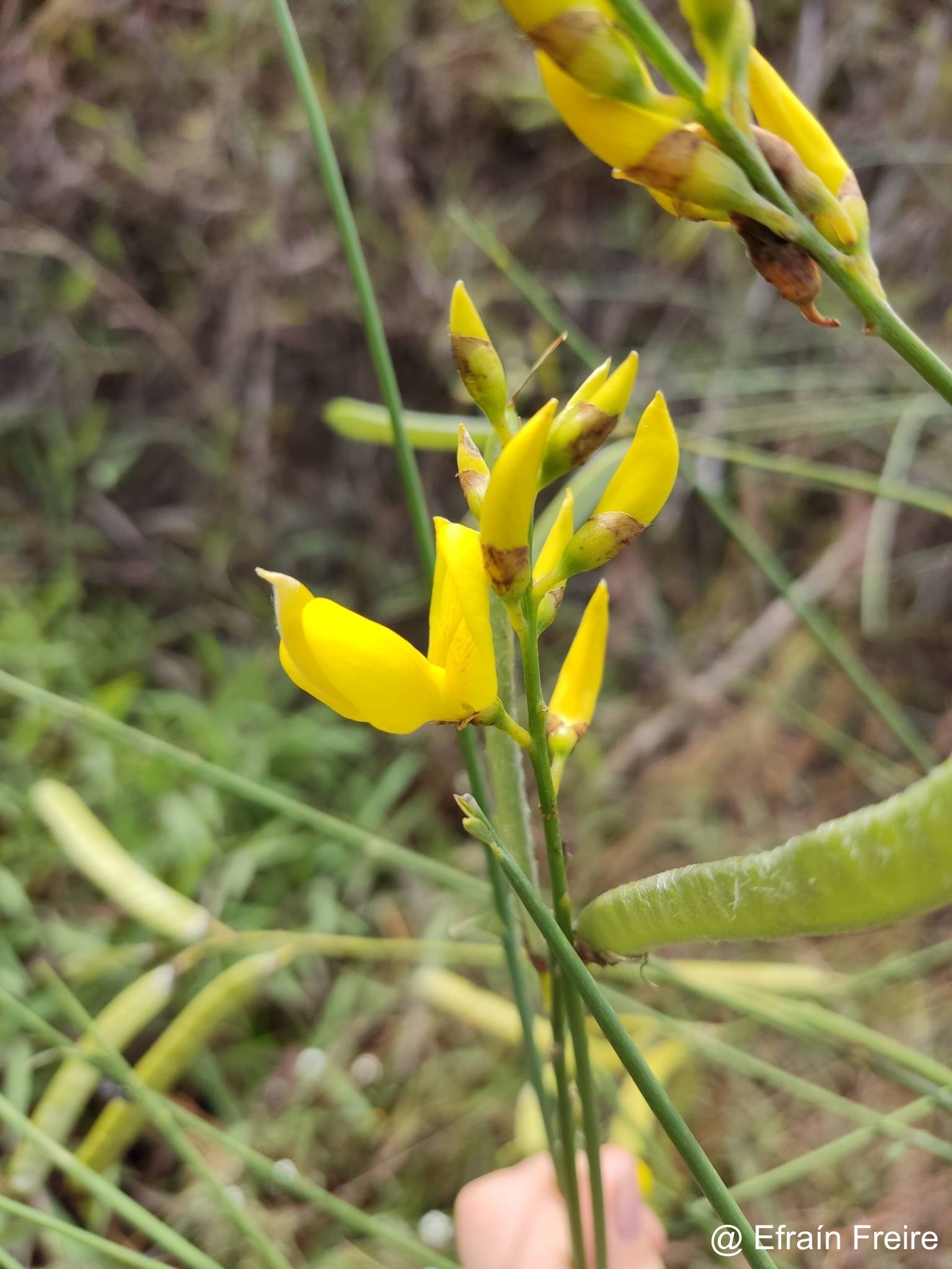 Spartium junceum image