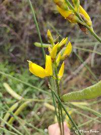 Image of Spartium junceum