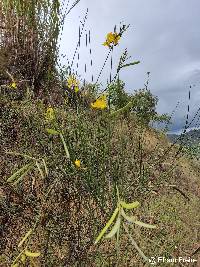 Spartium junceum image