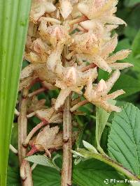 Xylobium leontoglossum image