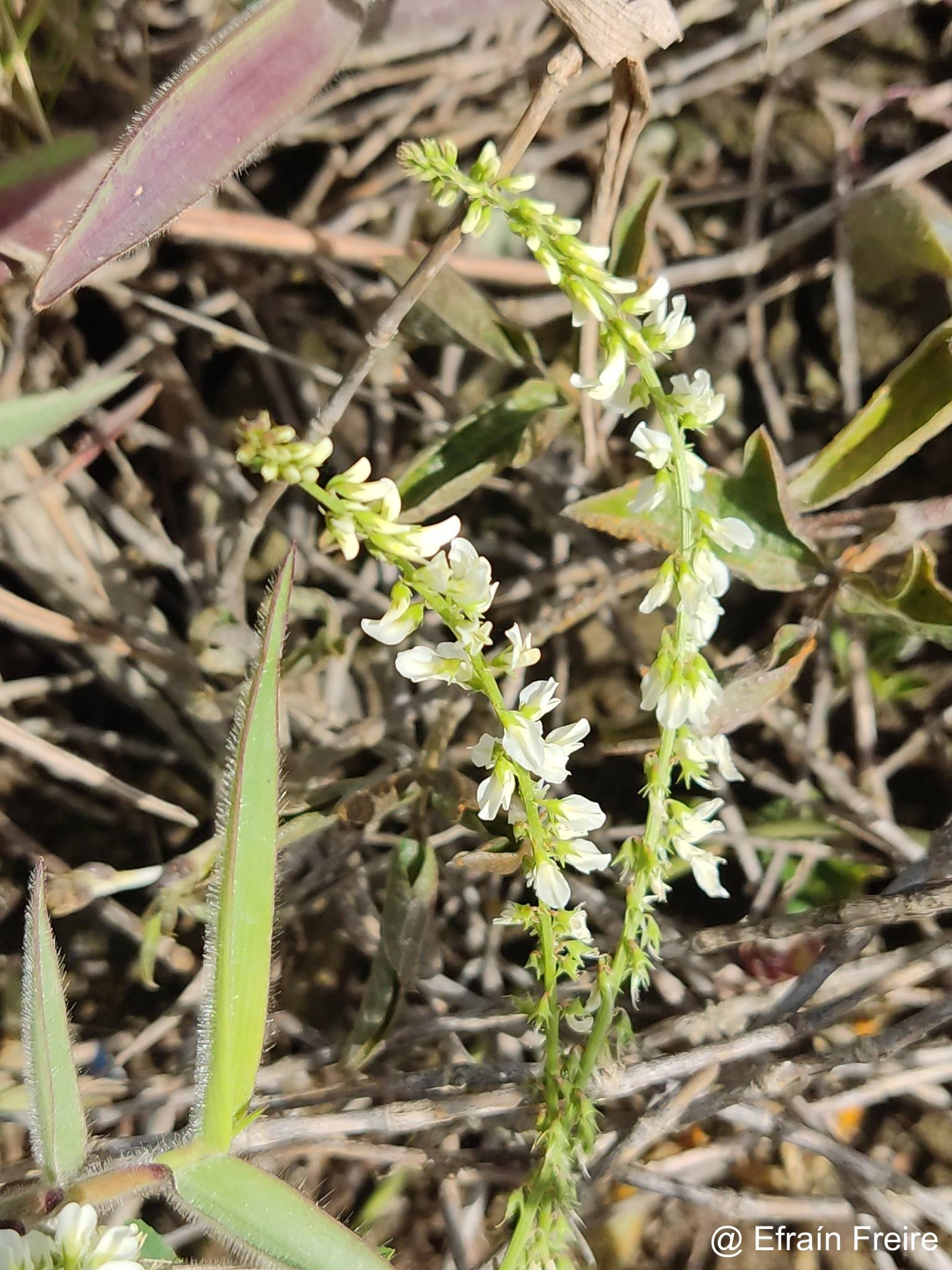 Melilotus albus image