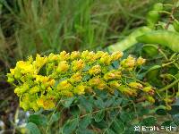 Image of Tara spinosa