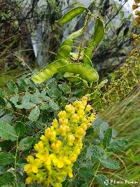 Tara spinosa image