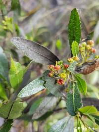 Dodonaea viscosa image