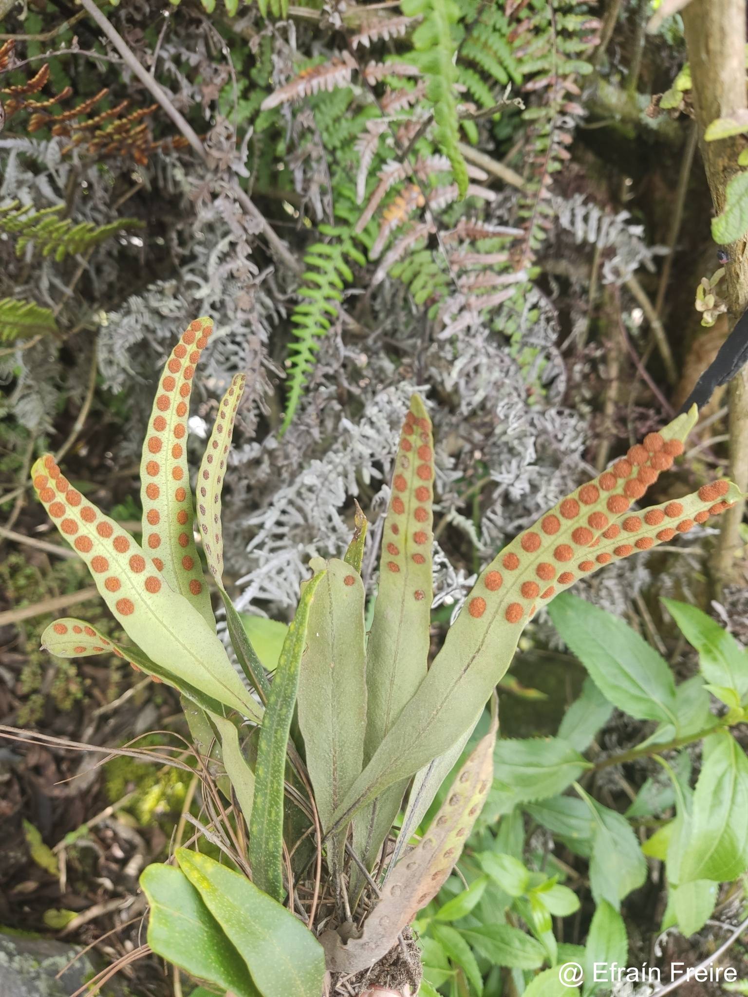 Polypodiaceae image