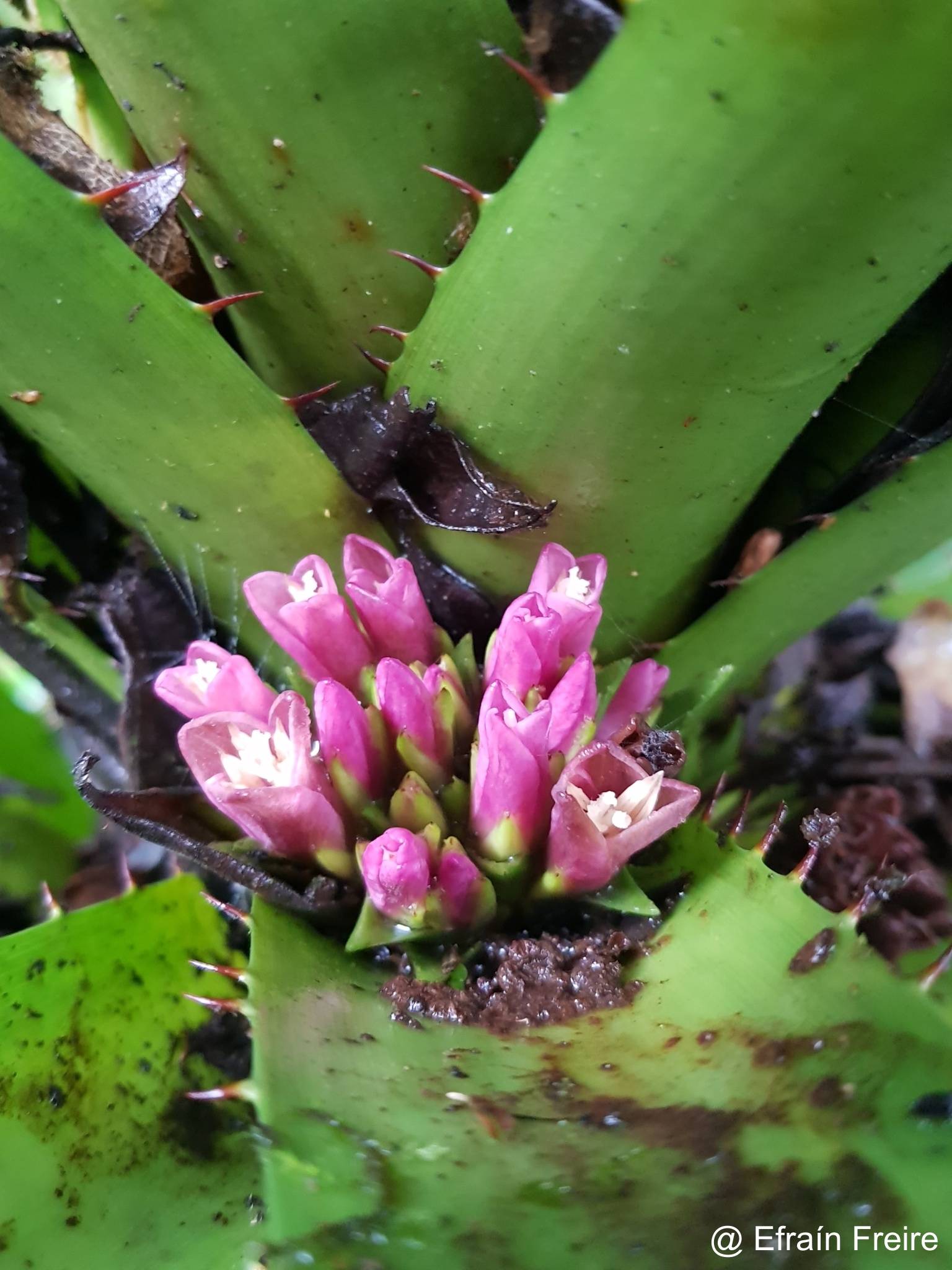 Greigia mulfordii image