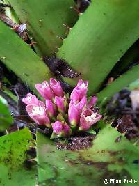 Image of Greigia mulfordii