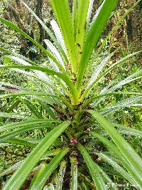 Greigia mulfordii image