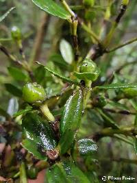Hedyosmum cuatrecazanum image