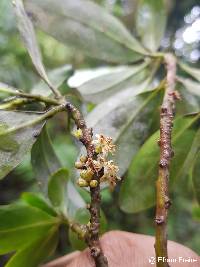 Myrsine andina image