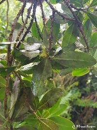 Myrsine andina image