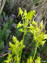 Halenia weddelliana image