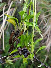 Halenia weddelliana image